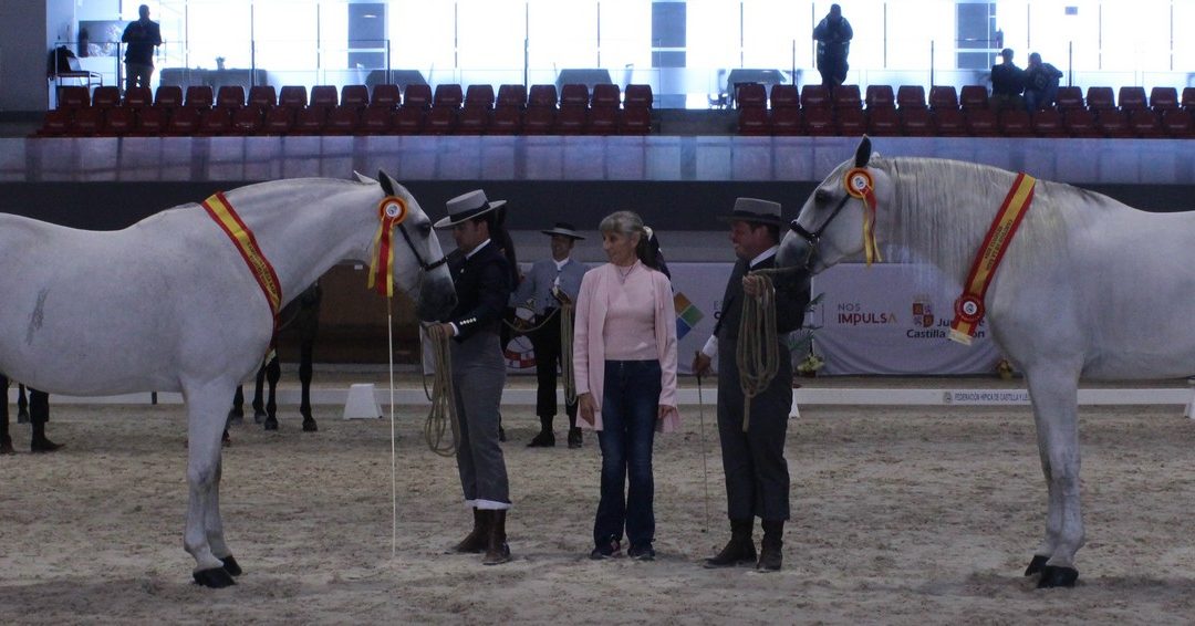 87 ganaderías de toda España participan en Segovia en el Concurso Morfológico