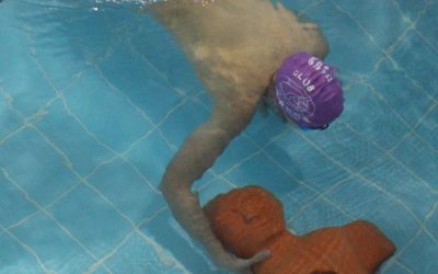 13 medallas para los deportistas de Castilla y León desplazados a la III Kids Spanish Cup de Salvamento
