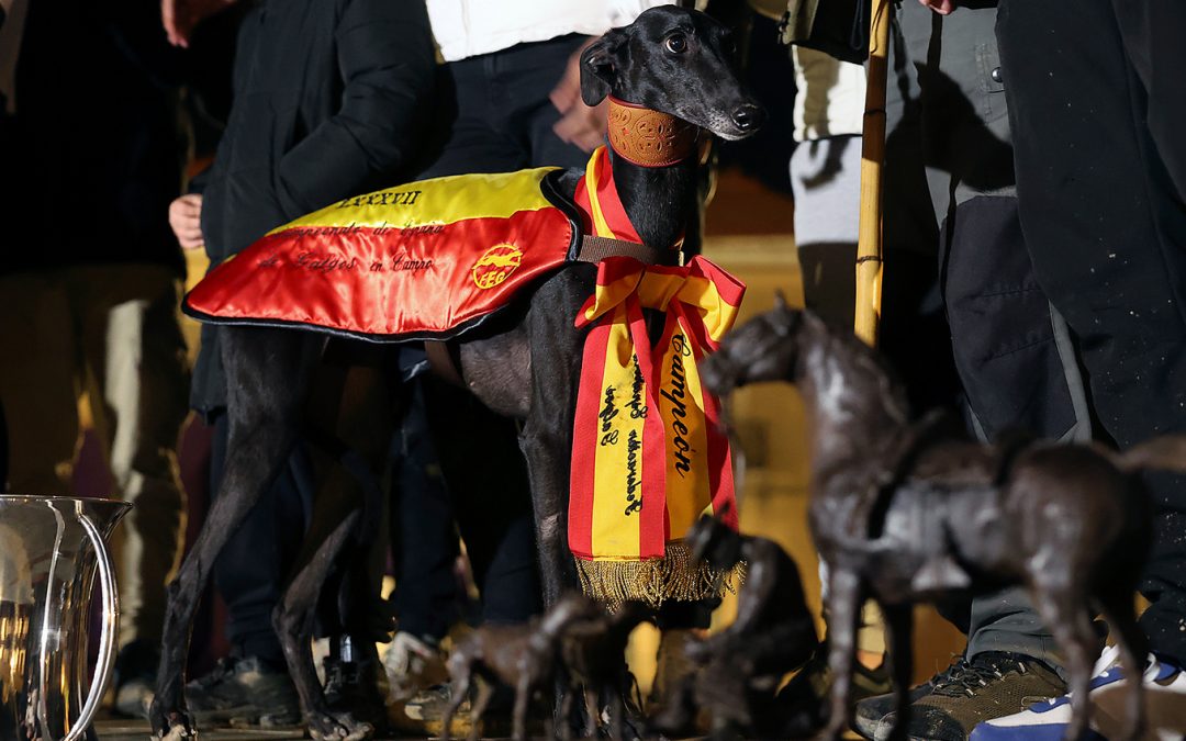 Morería de Suerte se proclama campeona de España de Galgos