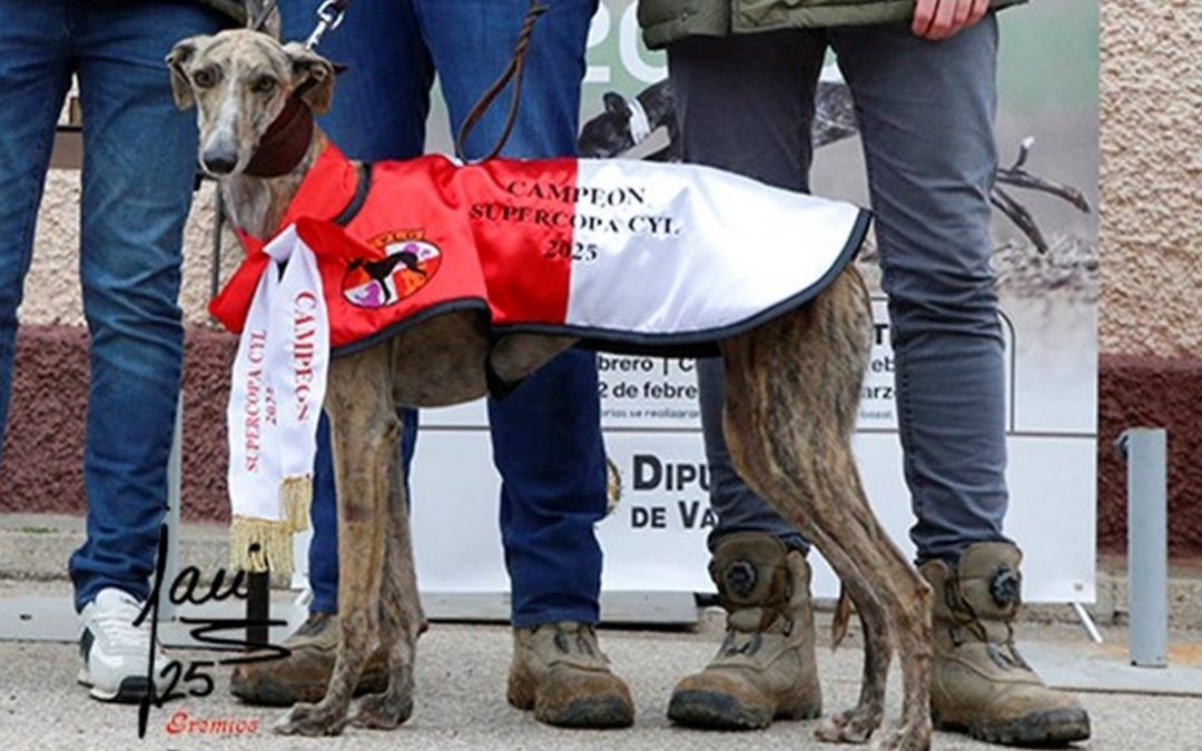 Tula de El Cigarral, campeona de la I Supercopa de Castilla y León de galgos